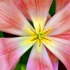 无病毒无后门的网站ddos